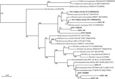 Ecological Succession of Sulfur-Oxidizing Epsilon- and Gammaproteobacteria During Colonization of a Shallow-Water Gas Vent